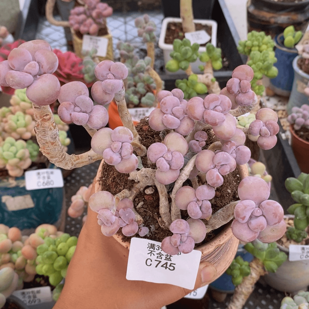 腰子桃蛋老桩有砍12cm745多肉植物
