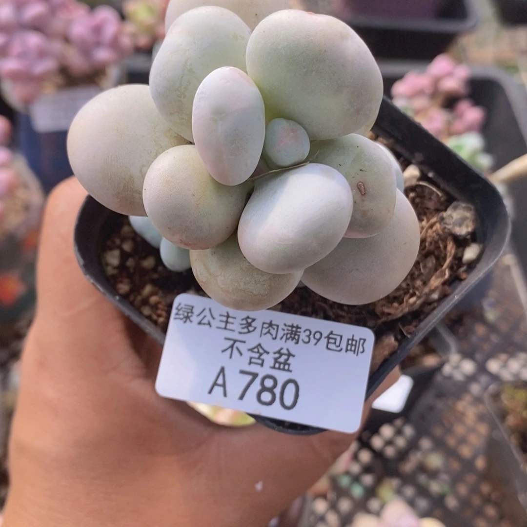 橙奶5cm780多肉植物