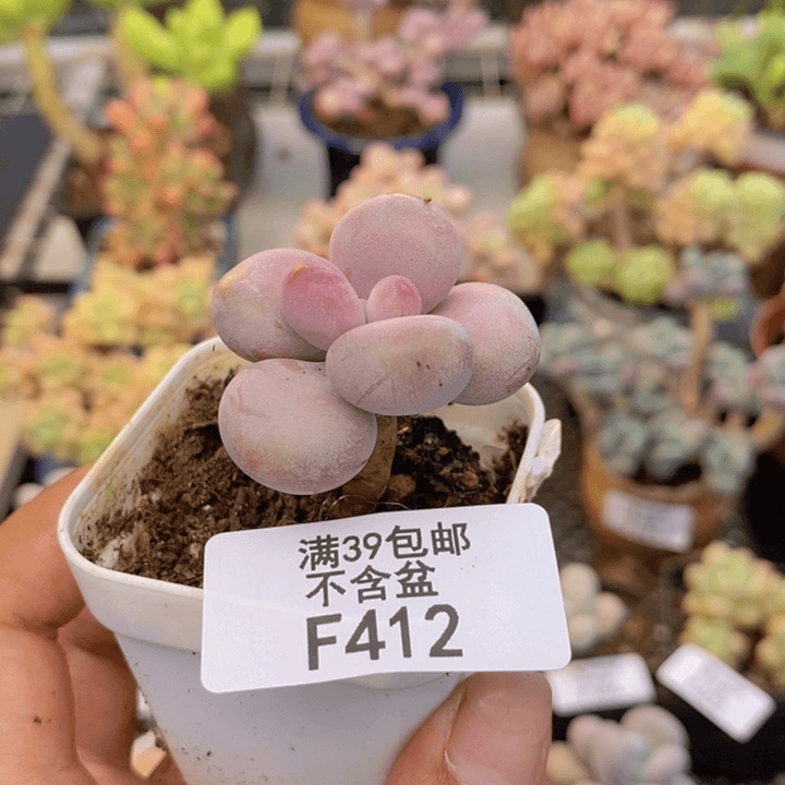 412腰子桃蛋多肉2cm