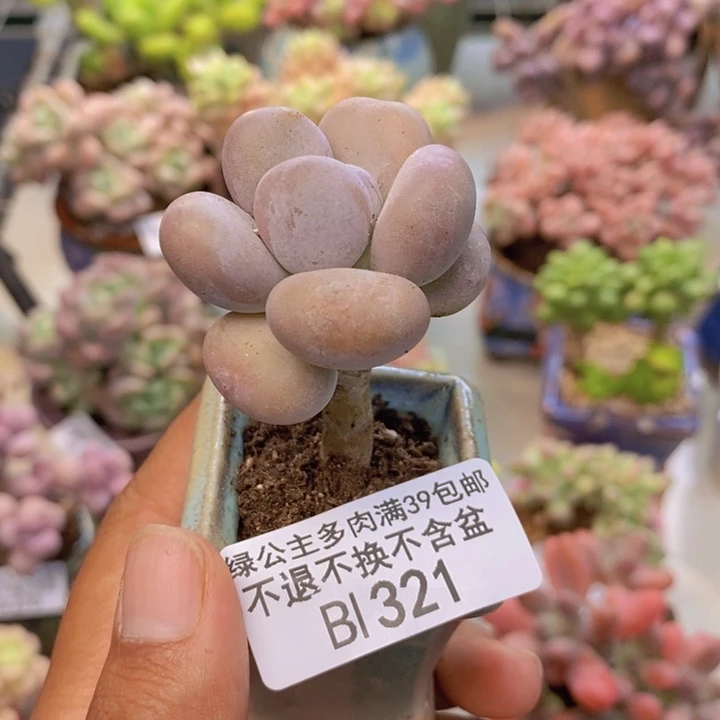 321蛋黄奶多肉3cm