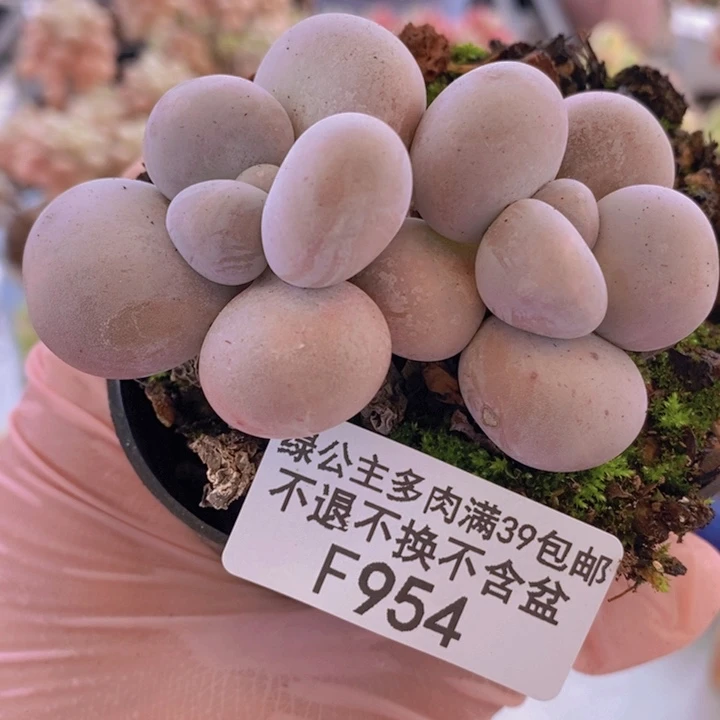 芭比奶洛7cm954多肉植物