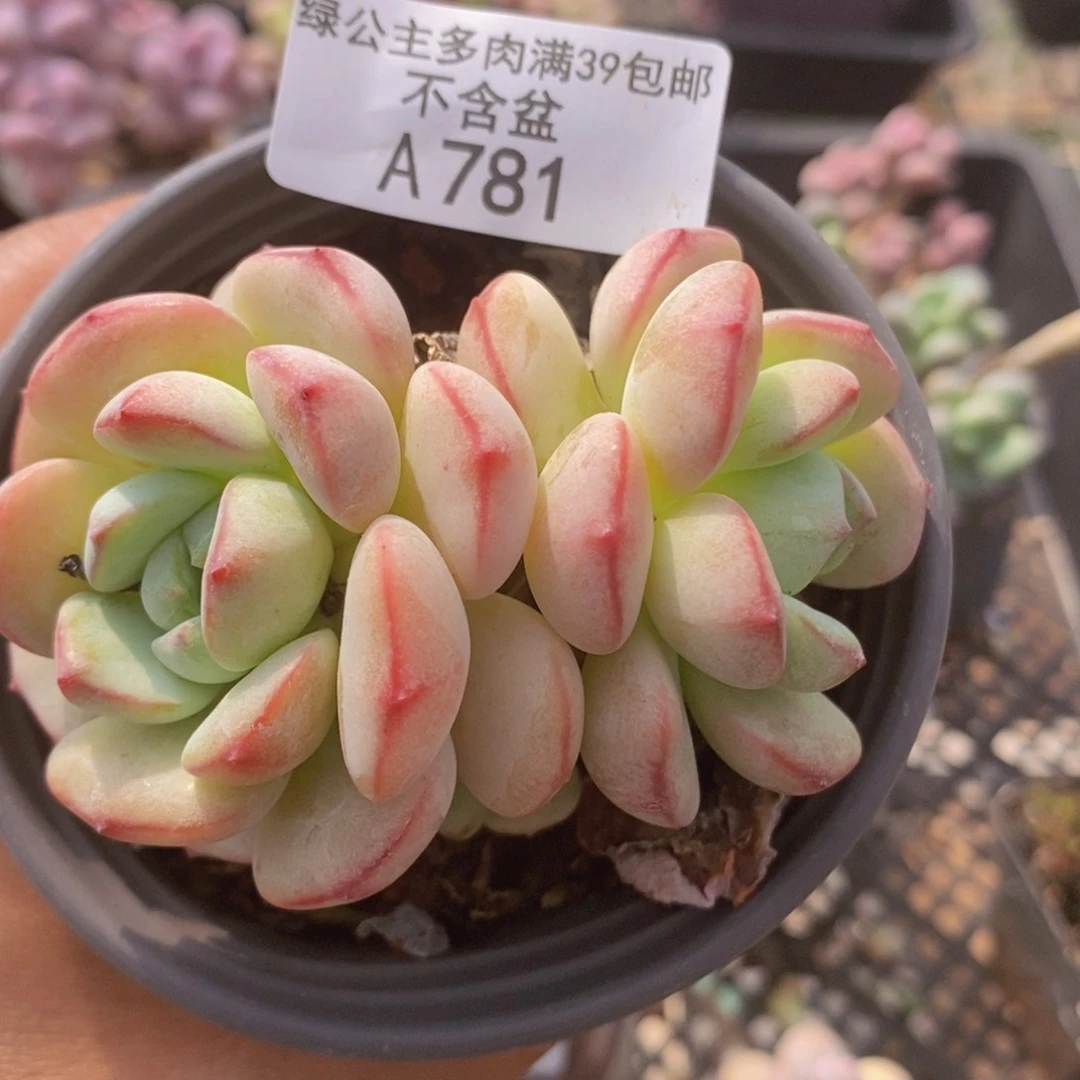 香草8vm781多肉植物