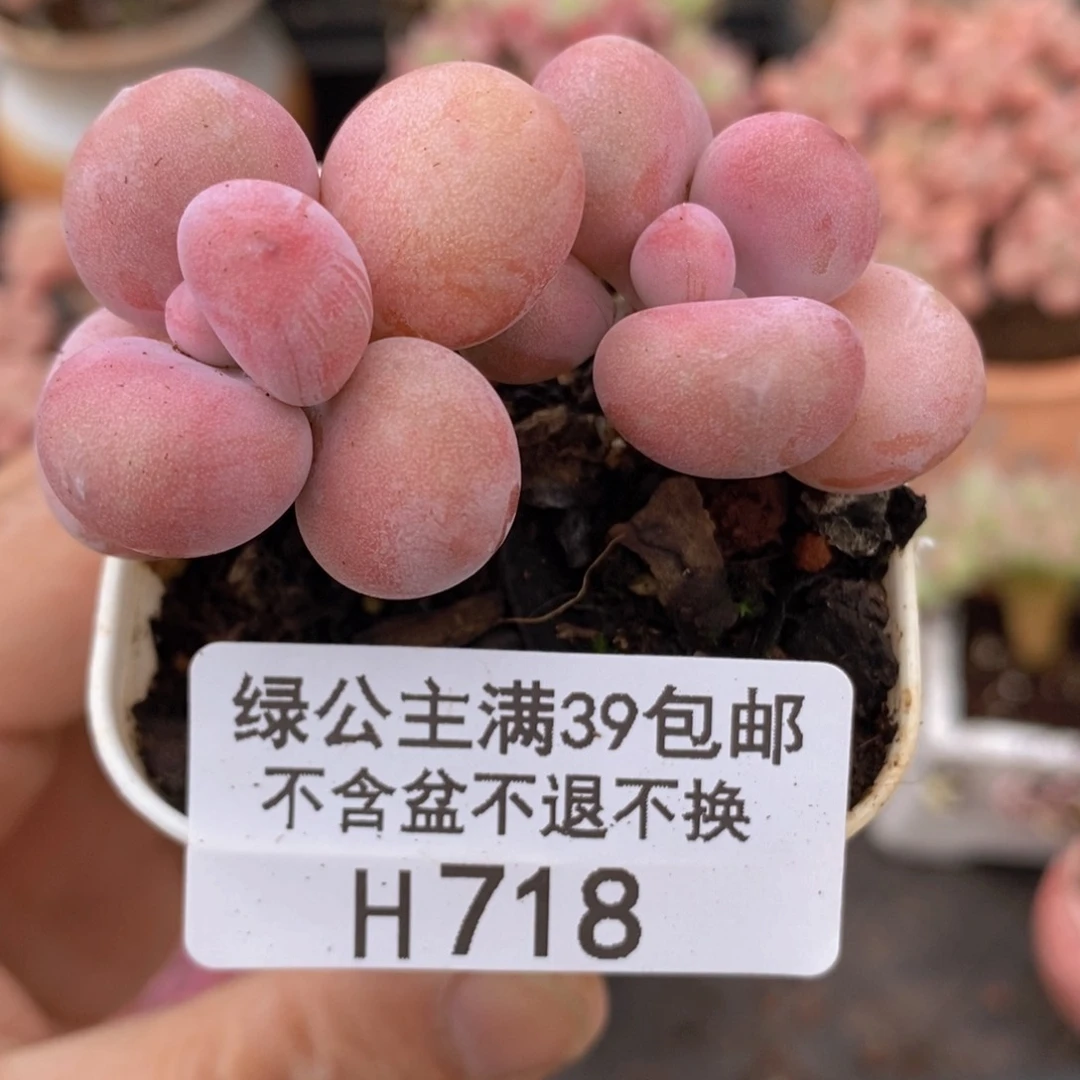 水晶桃蛋4vm718多肉植物