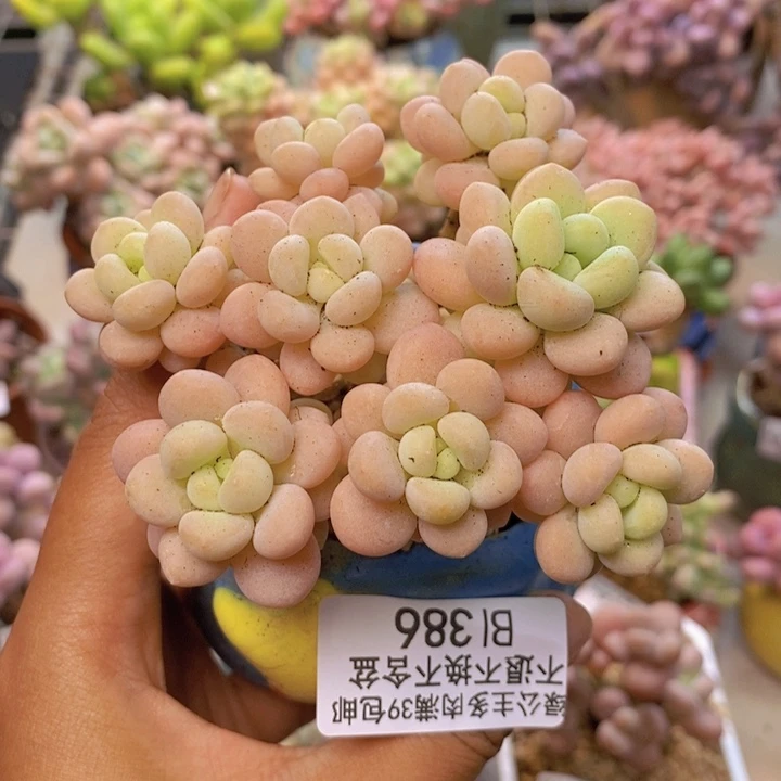 386洛可可多肉7c m