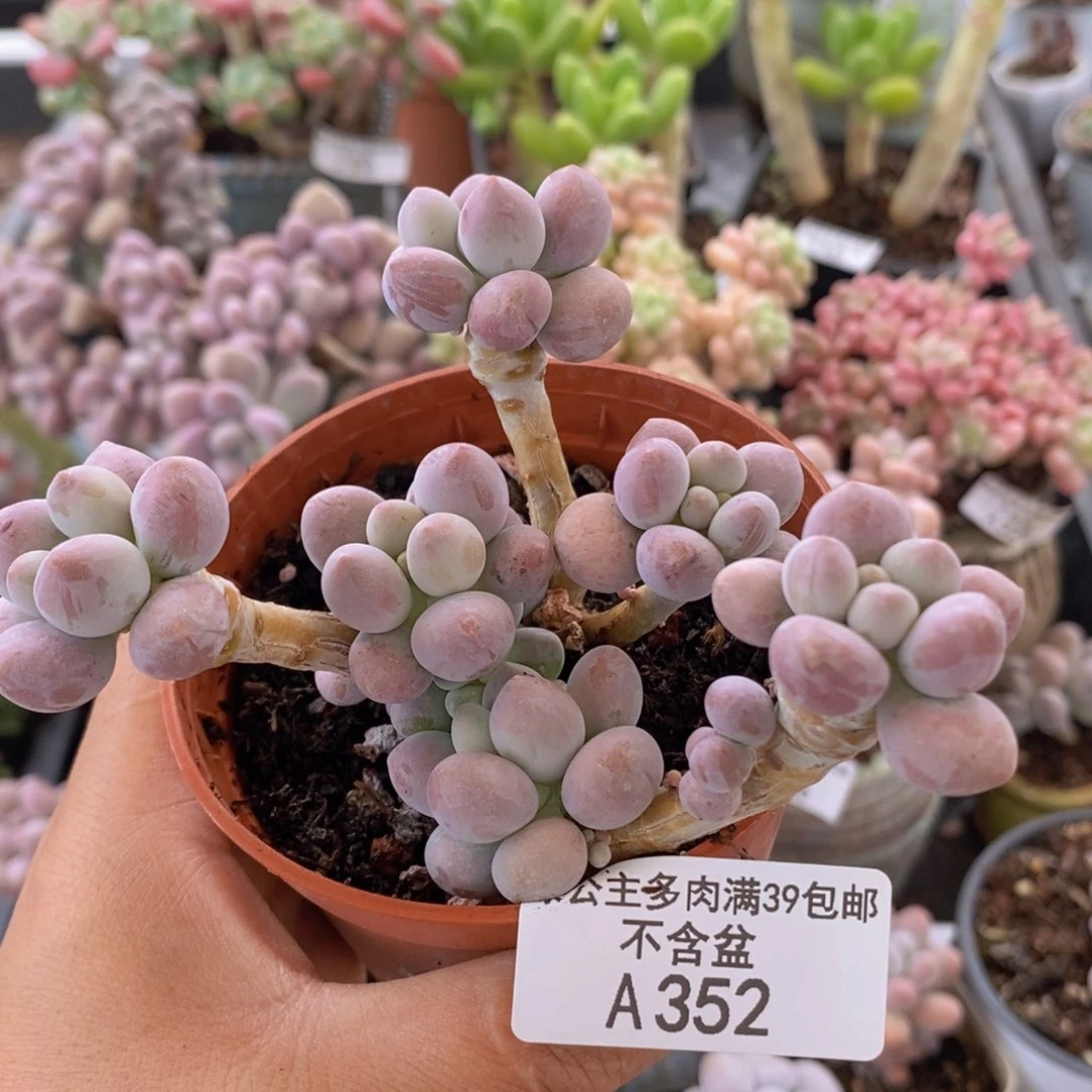 汤圆9cm352多肉植物