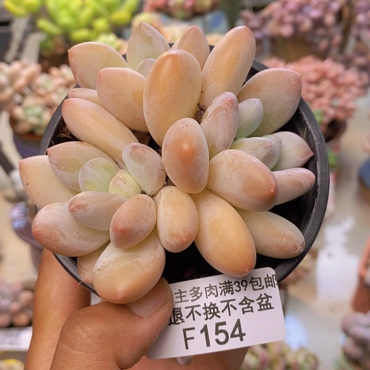 154丸叶香水多肉8cm