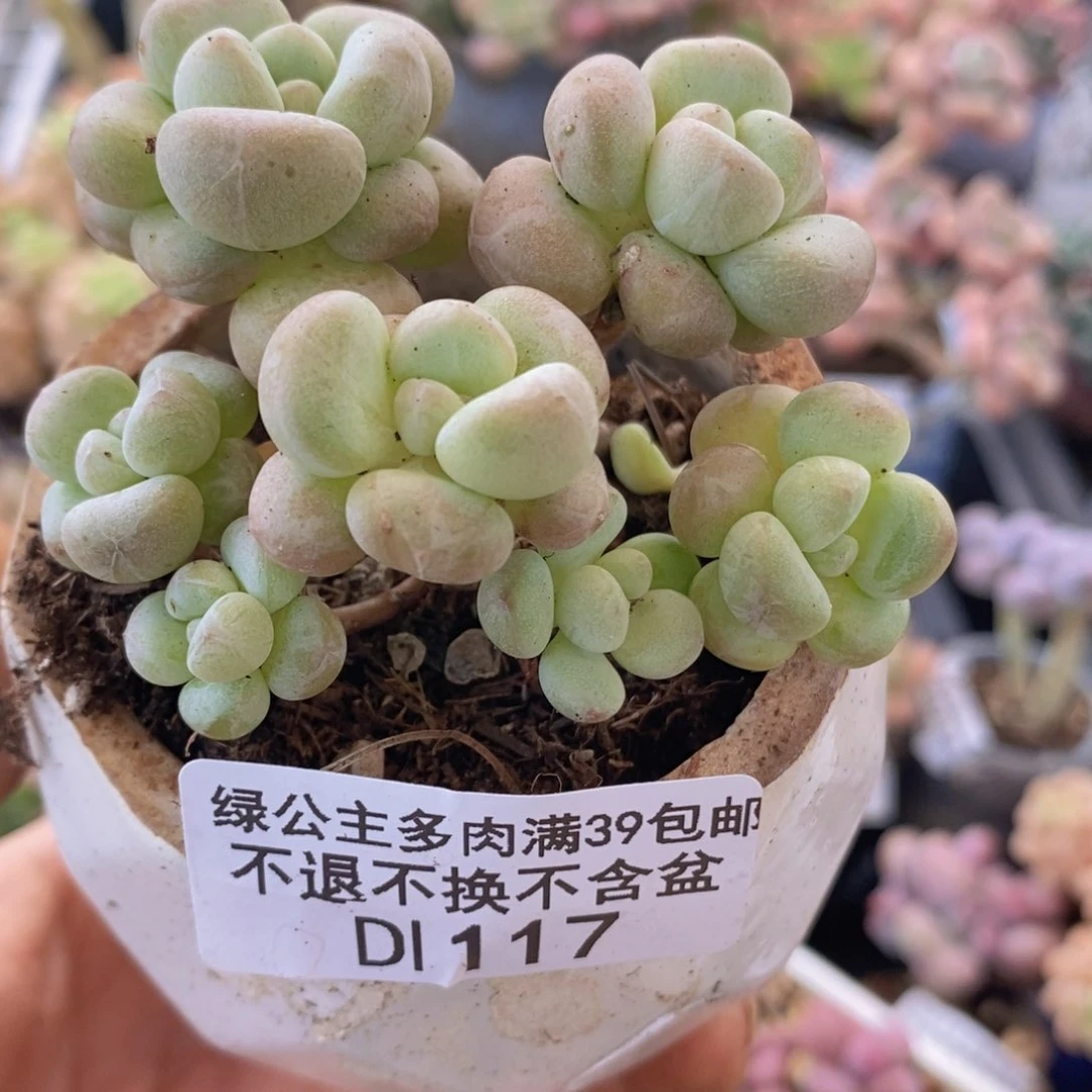 泡泡糖7cm127多肉植物