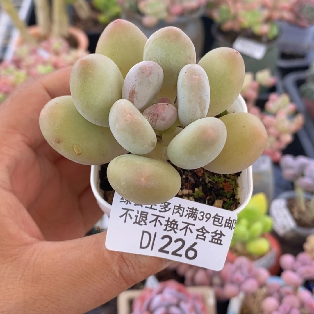 蛋黄奶5cm226多肉植物