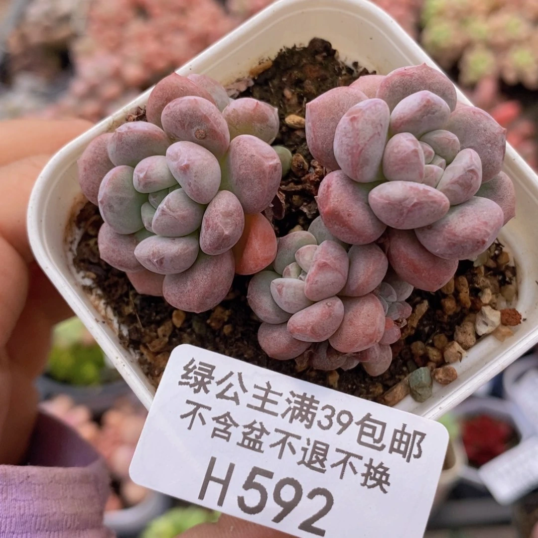 特殊系统5vm592多肉植物