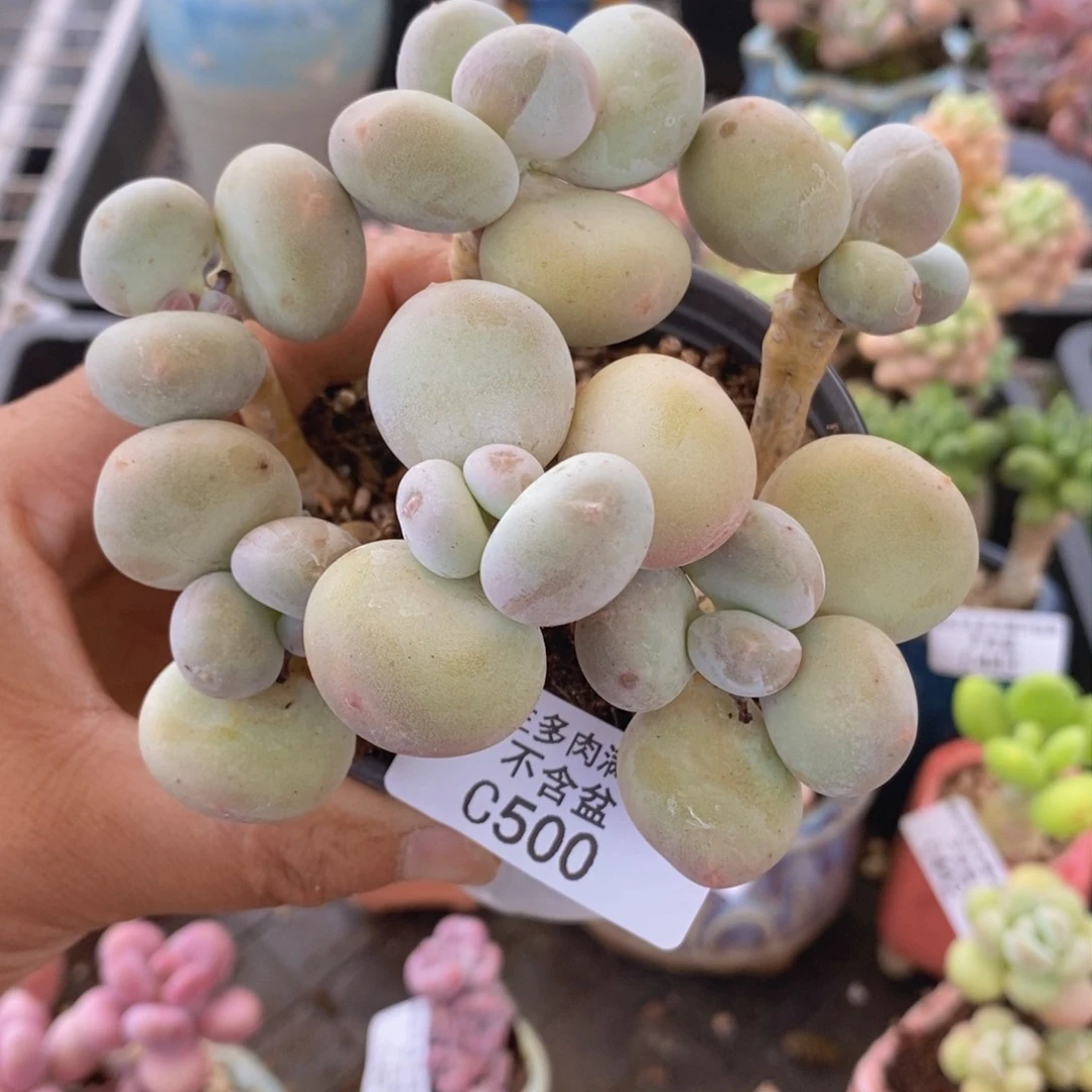 大叶奶散拼500多肉植物