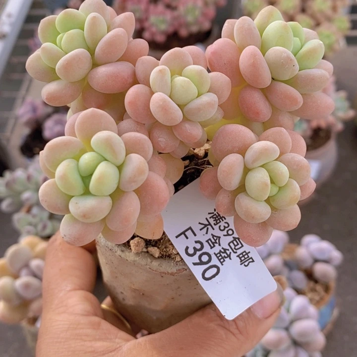 洛可可390/6cm多肉