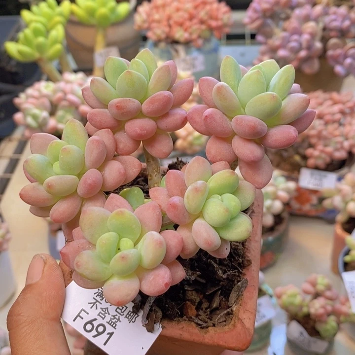 691鱼子酱多肉8cm