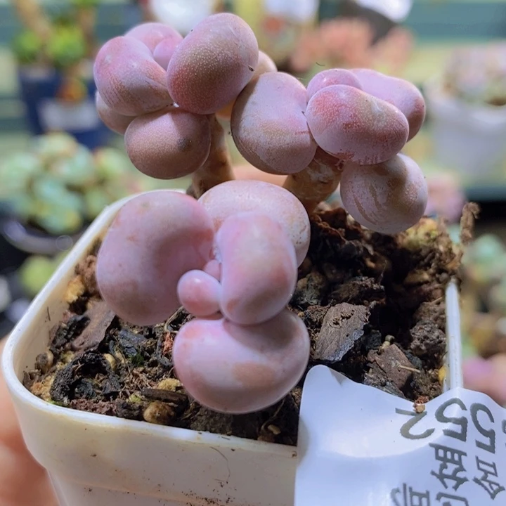552 腰子桃蛋5 厘米