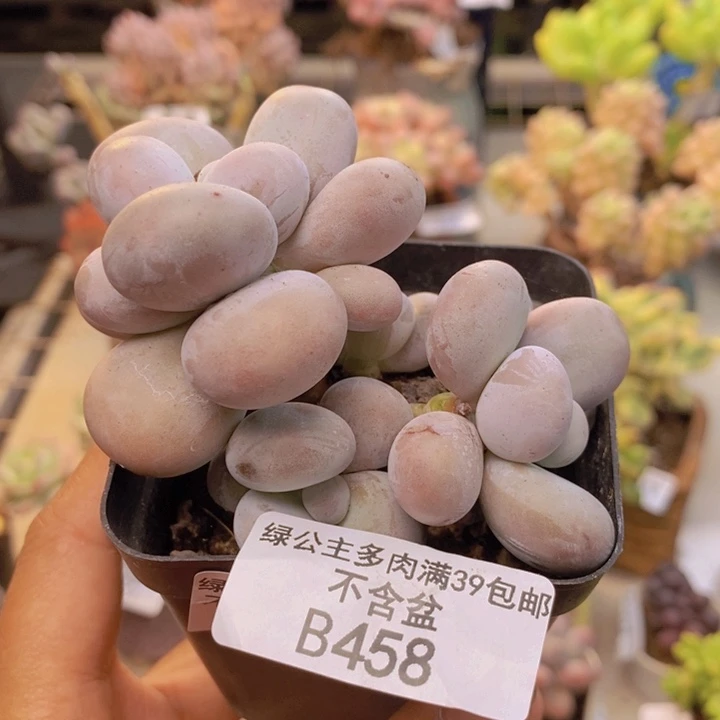 458橙奶多肉肉6cm