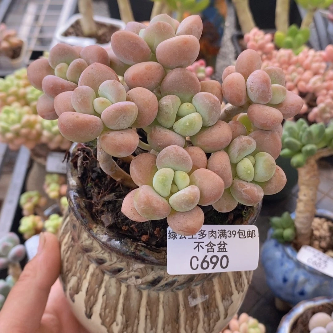 香水洛神10cm690多肉植物