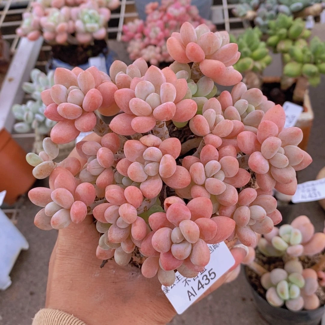 鱼子酱435/10cm掉叶