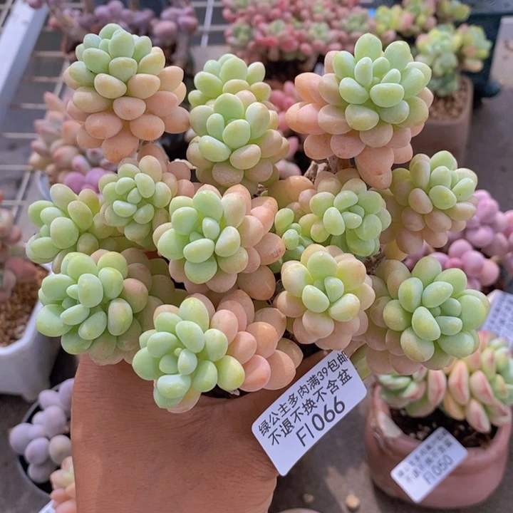 洛可可1066/10cm多肉