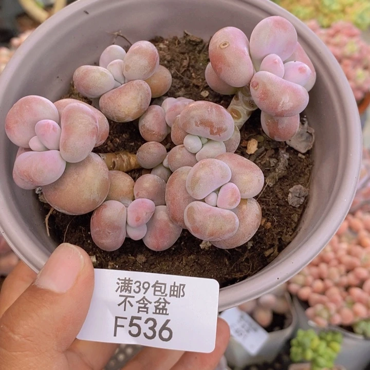 536腰子桃蛋多肉8cm
