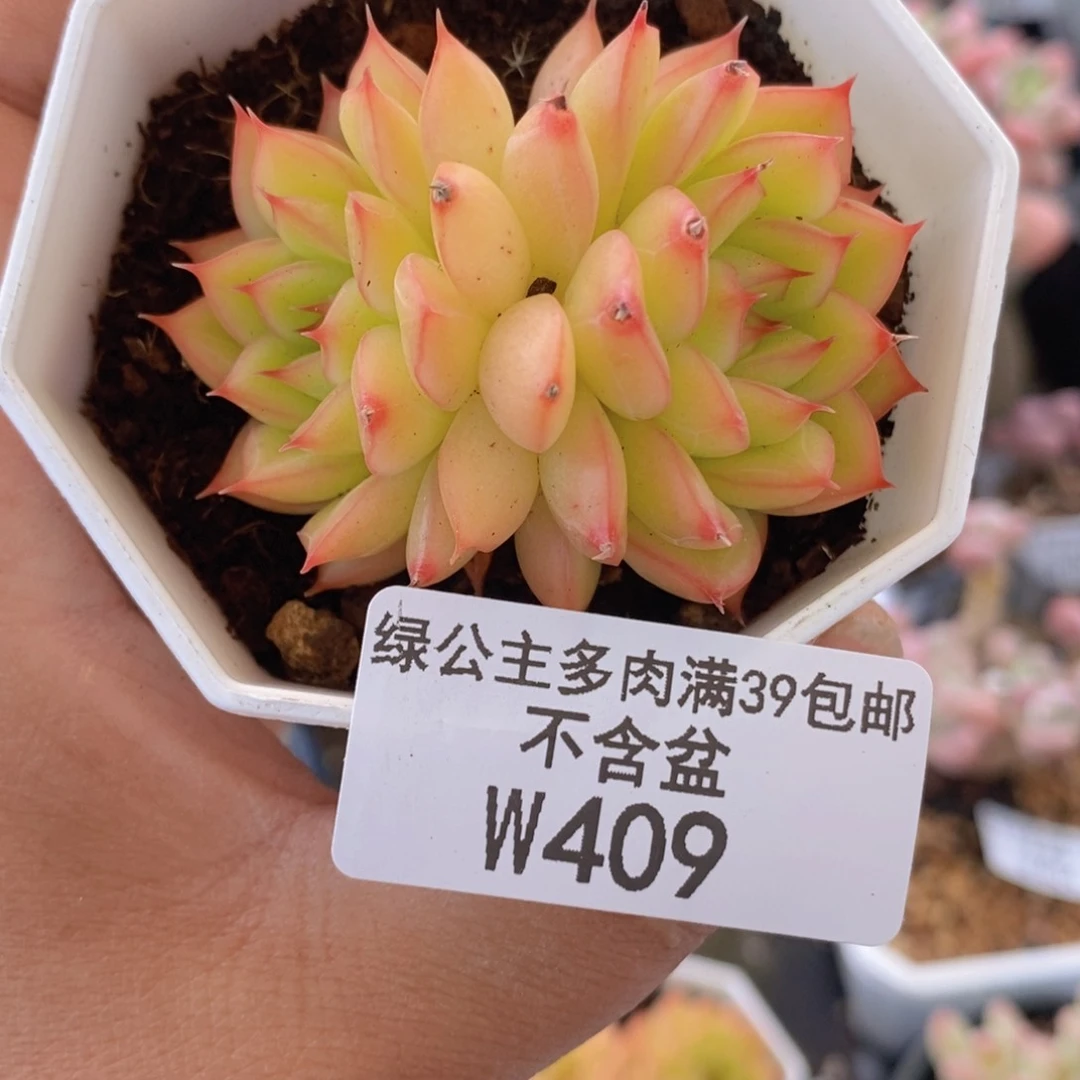 夜光5vm409多肉植物