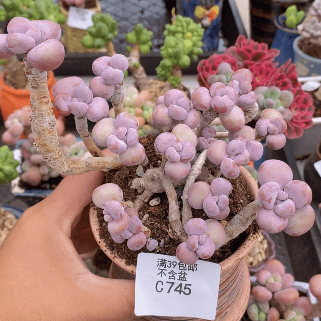 桃桩桃蛋老桩有砍11cm745多肉植物