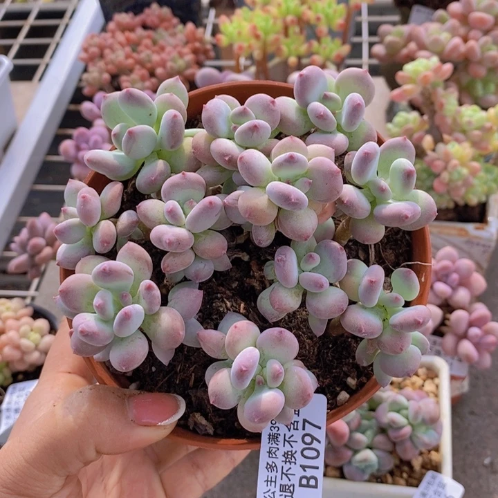 苹果奶1097/10cm散叶片发黄