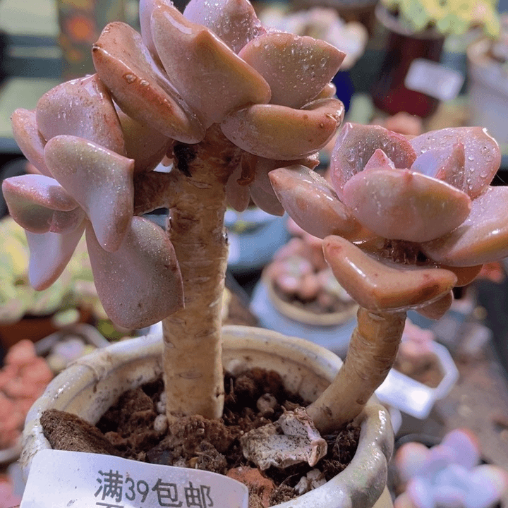 439！彩虹糖 4 厘米