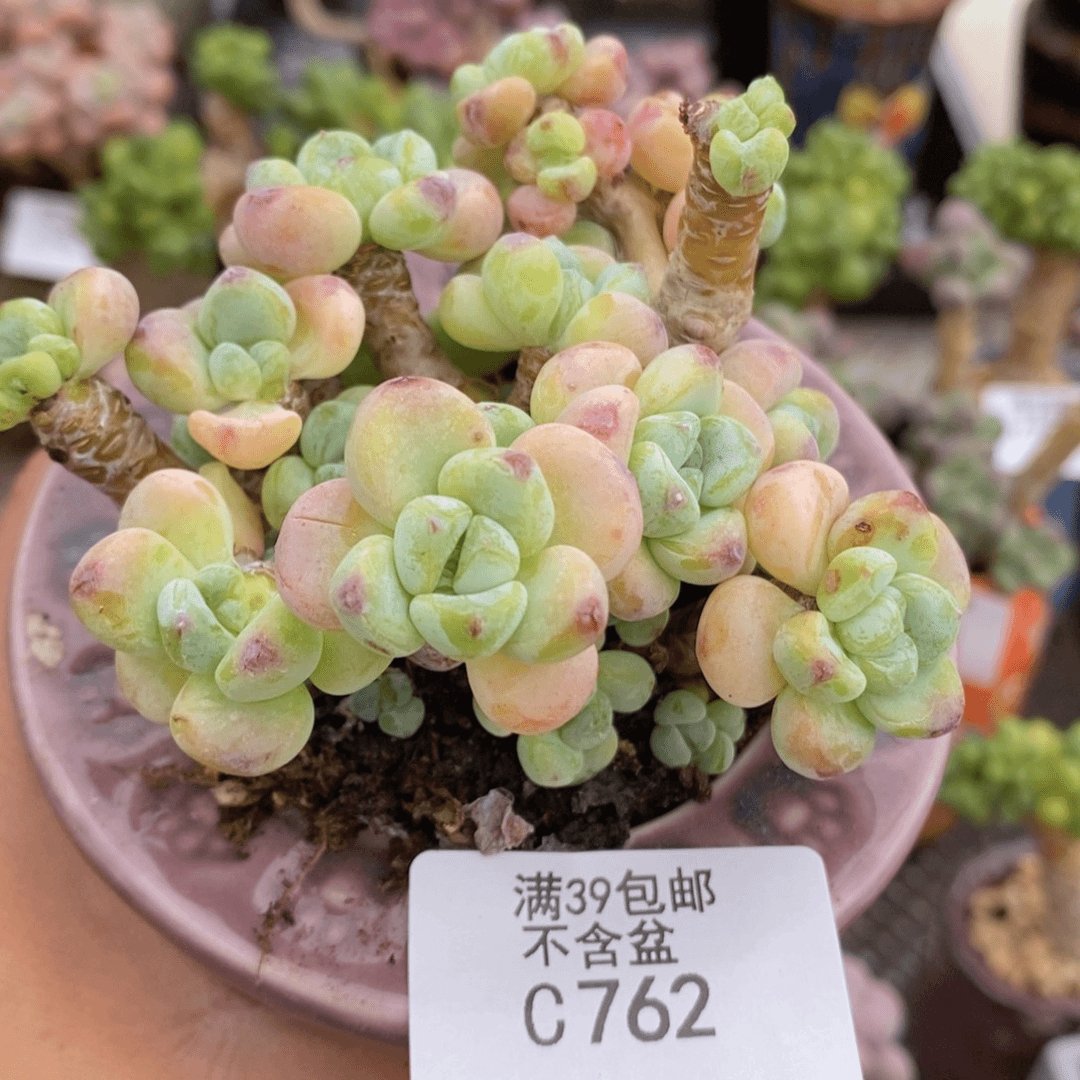 腰子罗琦有掉叶8cm762多肉植物