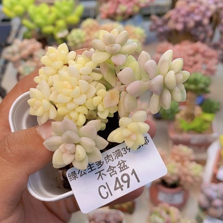 491姬秋丽锦多肉轻微掉叶5c
