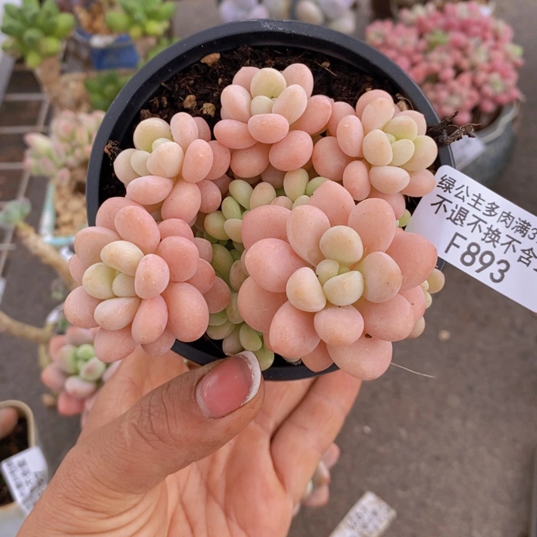洛可可893/7cm多肉