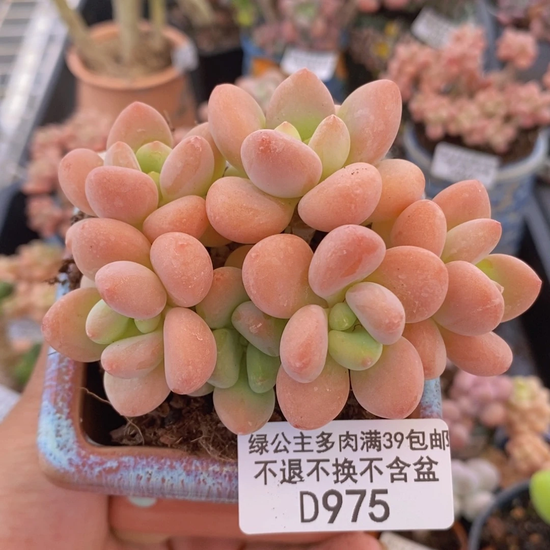 香水罗神8cm975多肉植物