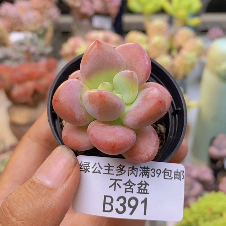 391樱花洛神多肉3cm