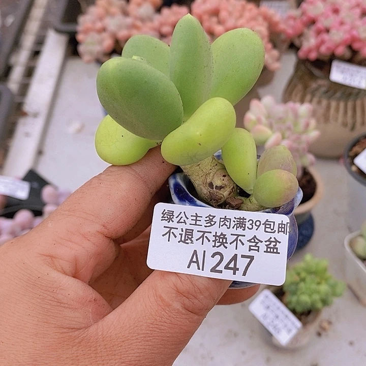 金蟾247多肉植物