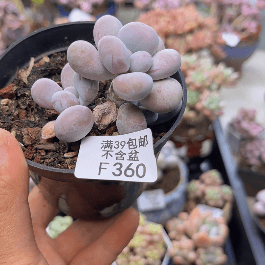 360芭比奶多肉5cm