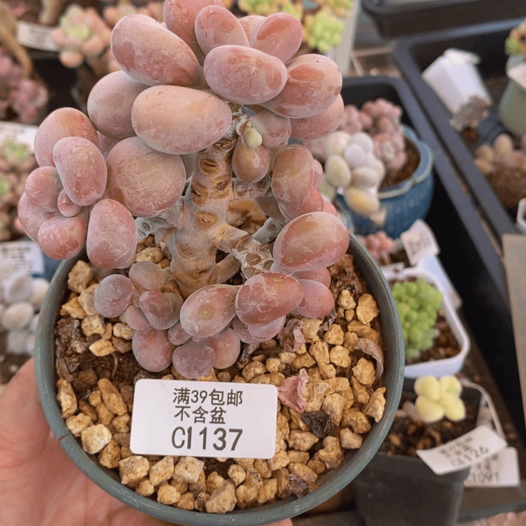 腰子桃蛋树9cm1137多肉植物