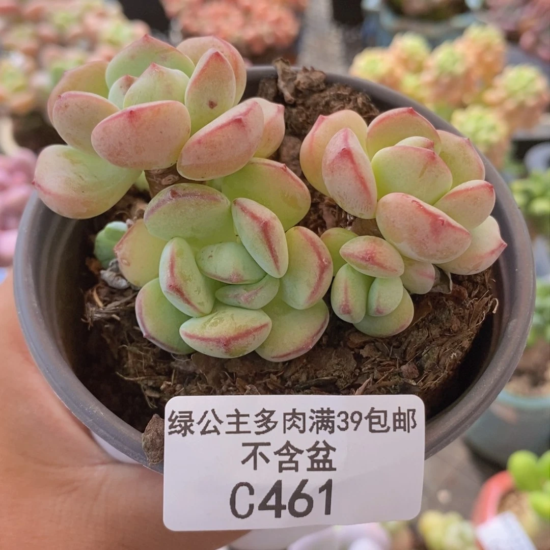 香草7cm461多肉植物