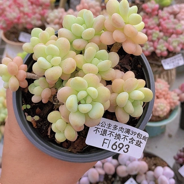 洛可可有砍7vm693多肉植物