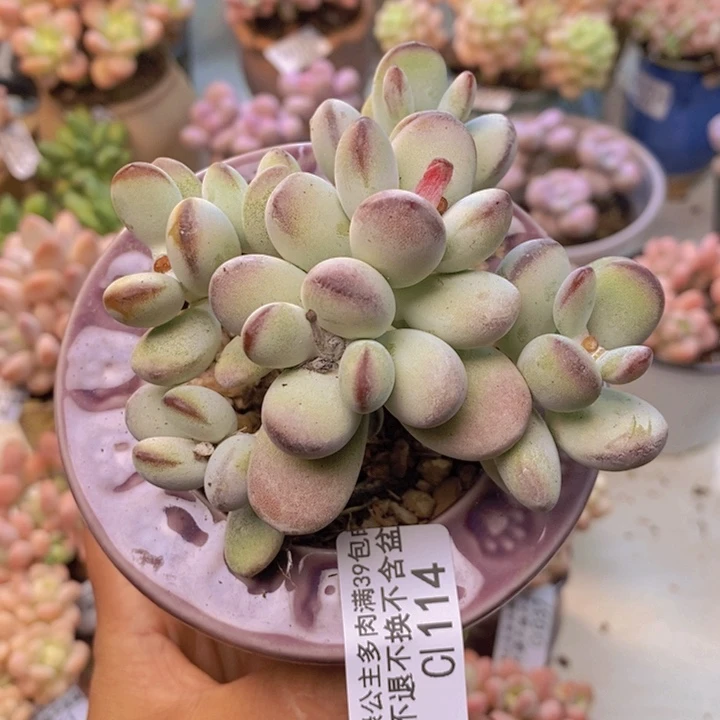 福娘114/10cm多肉