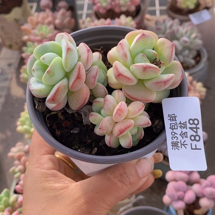 香草848/7cm多肉