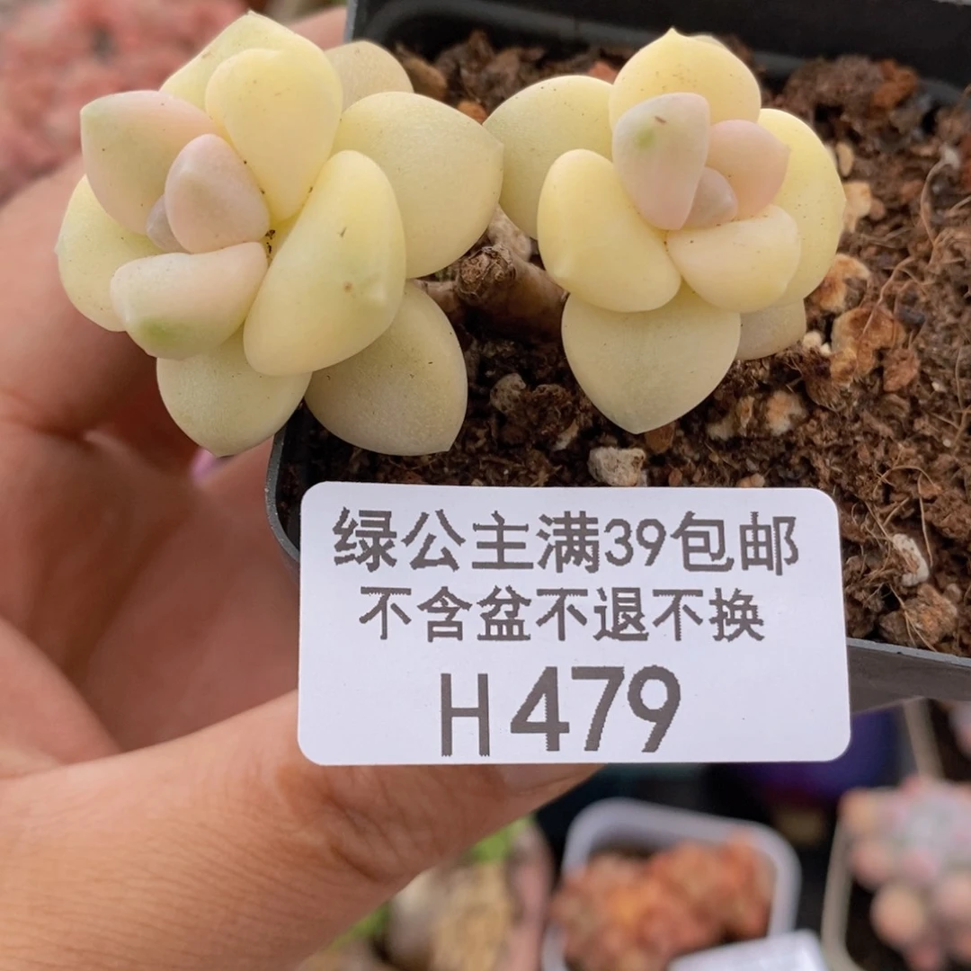 美杏锦有砍4m479多肉植物