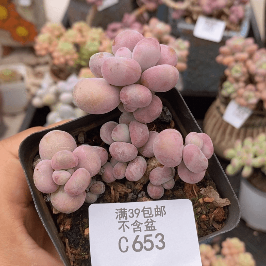 腰子桃蛋杆子有伤653多肉植物