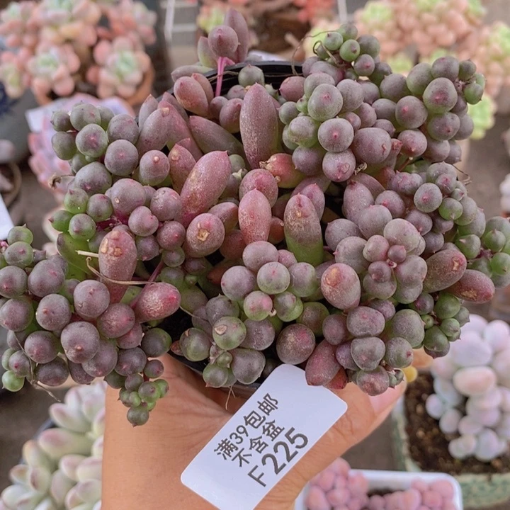 葡萄225/10cm多肉散