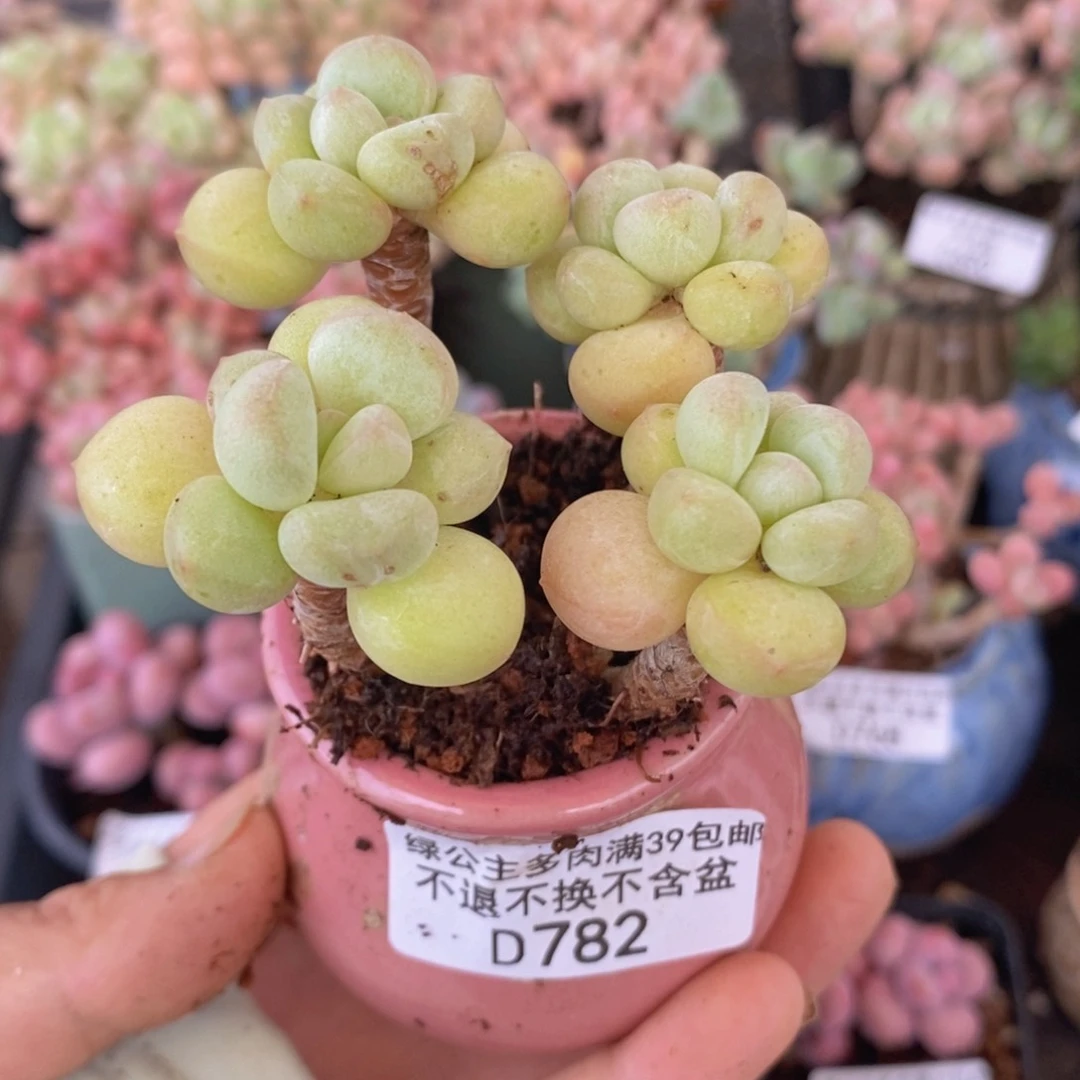 萤火虫老桩5cm782多肉植物