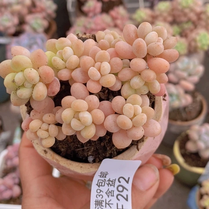 鱼子酱292/6vm多肉