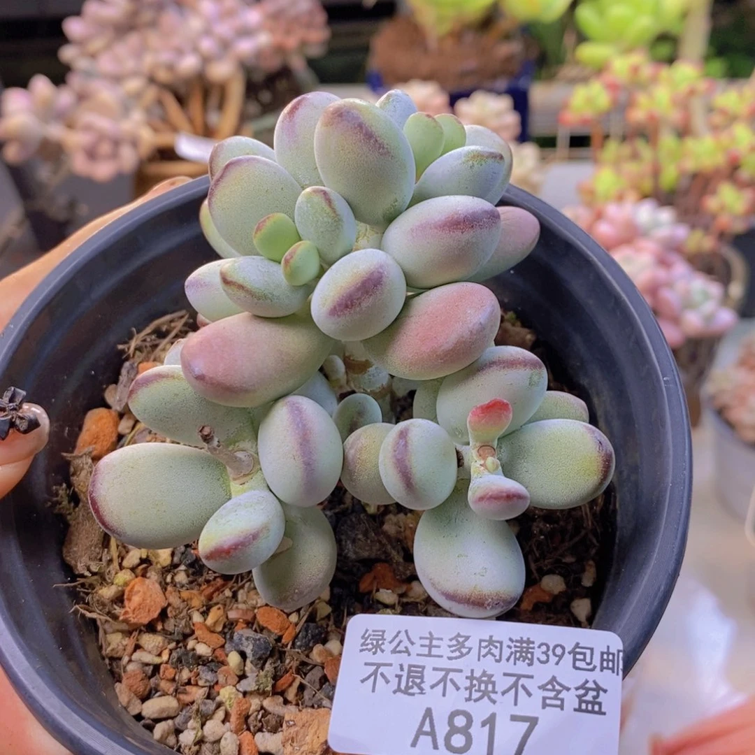 817乓乓福娘多肉8c m