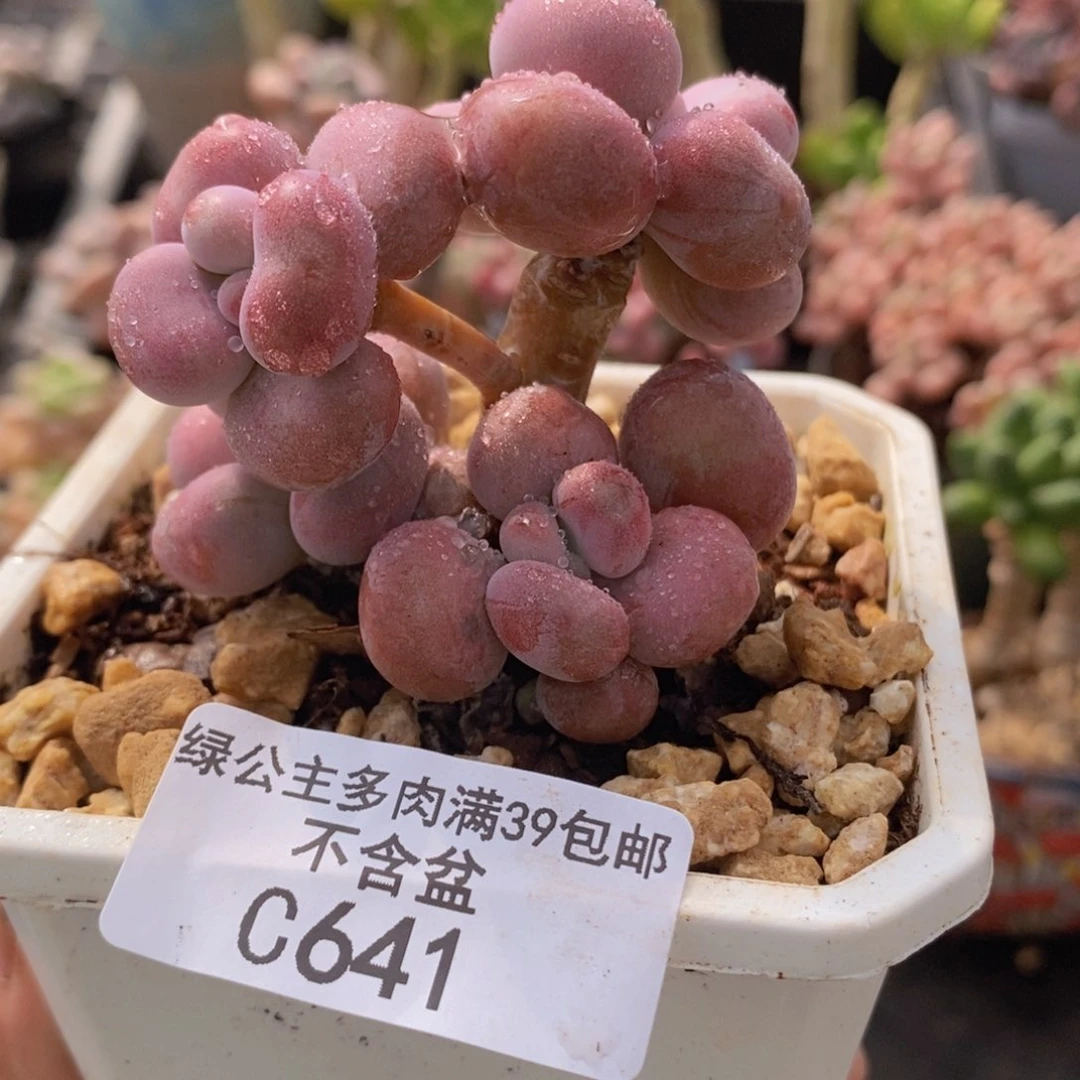 腰子桃蛋6cm641多肉植物