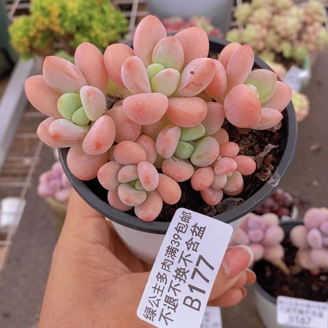 香水洛神177/7c m