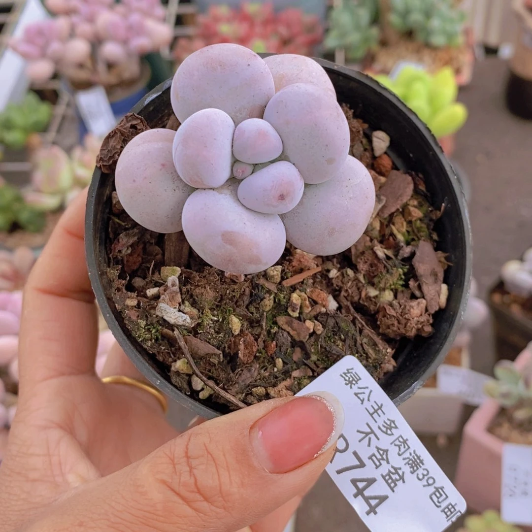 芭比奶酪744/5c m