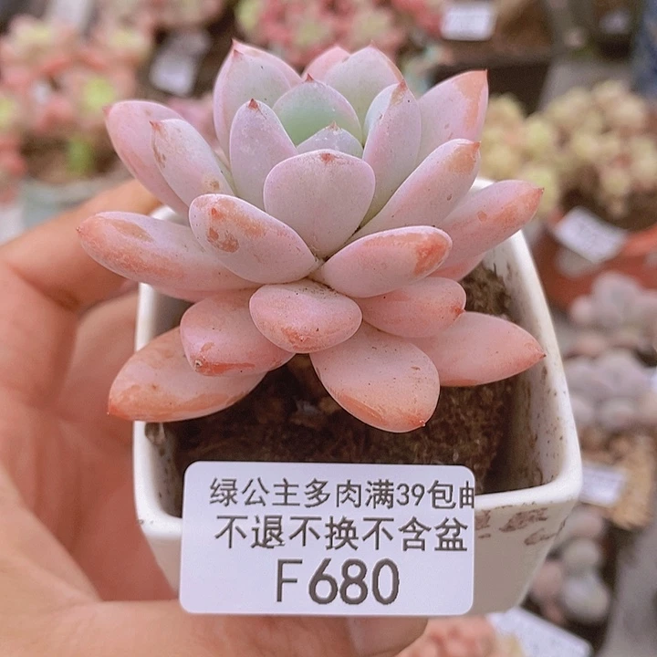 星星雪6vm680多肉植物