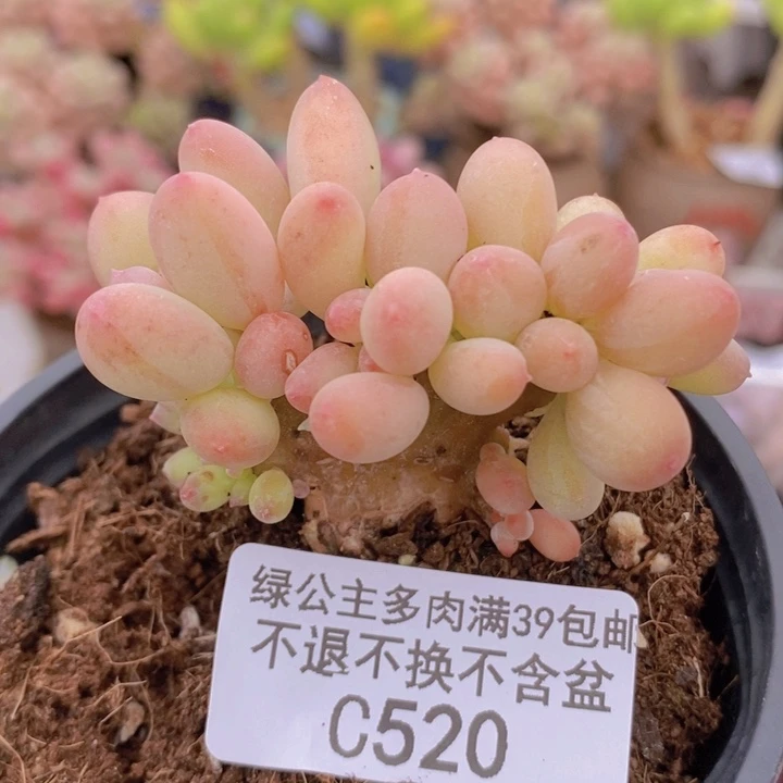 苹果奶缀6vm520多肉植物