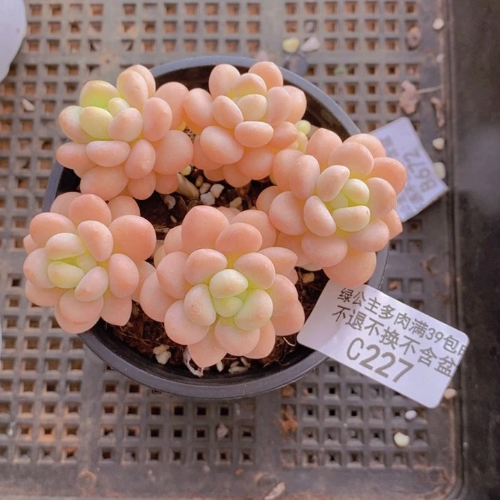 洛可可227/7cm多肉